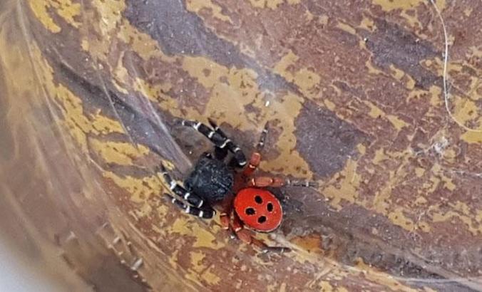 Zehirli ‘uğur böceği örümceği’ şaşırttı