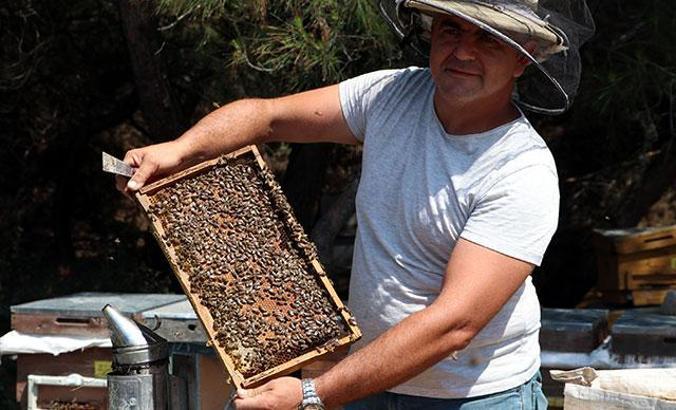 Gökçeada'da 'damızlık kraliçe arılar' üretiliyor