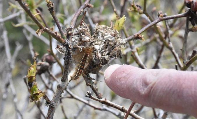 Sivas'ta, 'altın kelebek' zararlısına karşı 'ışıklı tuzak'