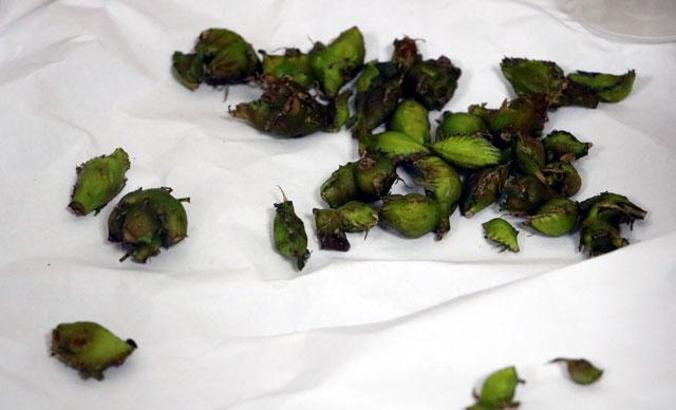 Katil arılara karşı laboratuvarda 'böcek' üretilecek