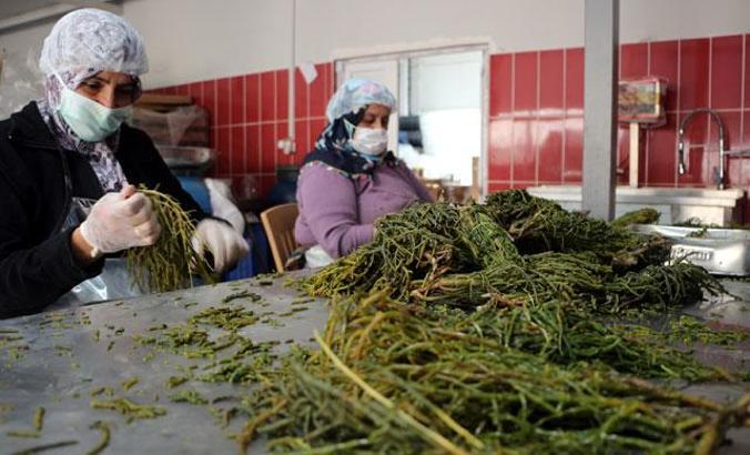 Adana ve Mersin'den Tokat'a getirdiği deniz börülcesini, 3 ülkeye ihraç ediyor