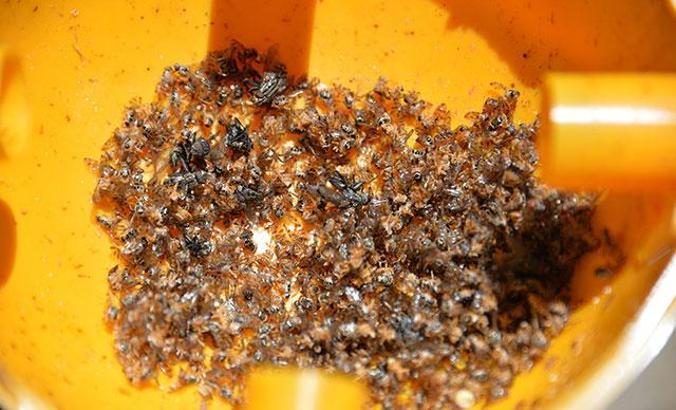 Narenciye ağaçları şimdi de 'Akdeniz meyve sineği' tehlikesiyle karşı karşıya