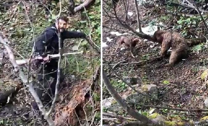 Vurduğu yavru ayının üzerine köpekleri salan avcı, gözaltında