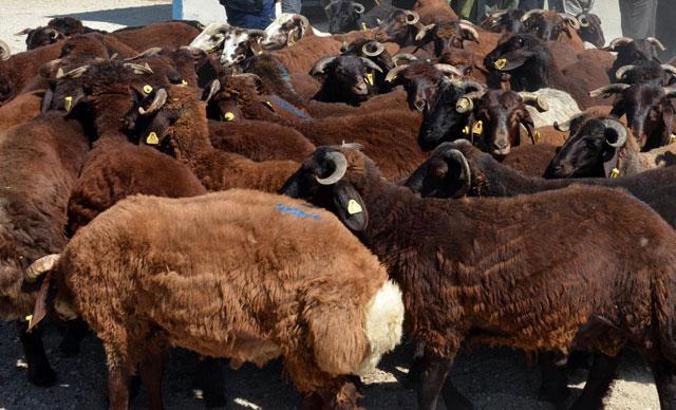 'Kurban alırken parlak tüylü hayvan tercih edin'