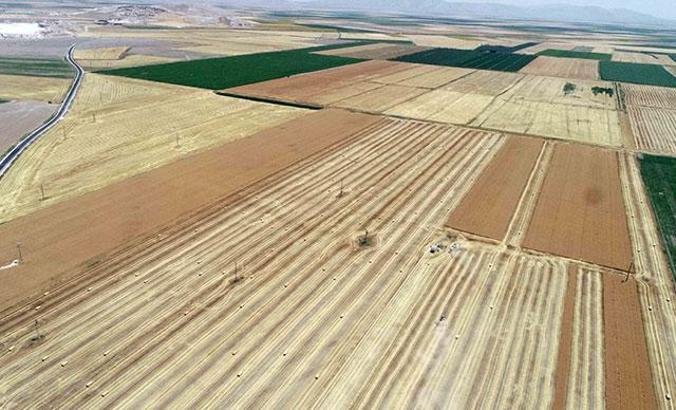 Ulusal Hububat Konseyi üyesi Soylu: Arpa ve buğdaydaki verim umut verici