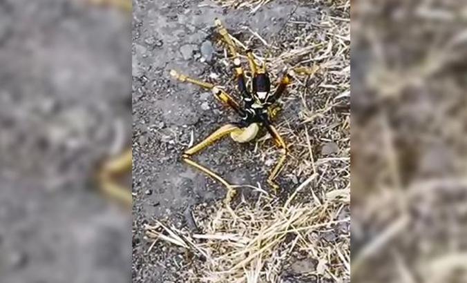 Tunceli'de, etçil 'Çağaboğan' çekirgesi görüldü