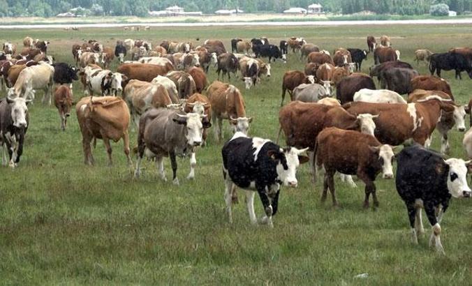 Van, Hakkari ve Bitlis'ten kurbanlıklar yola çıkmaya başladı