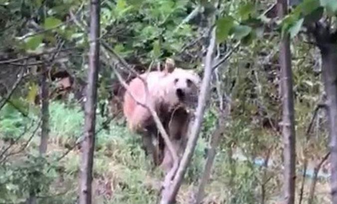 Gümüşhane’de mahallelere inen ayılar korkutuyor