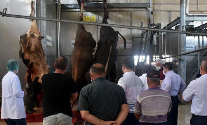 Edirne'de 'acemi kasaplara' uygulamalı kurban kesim eğitimi