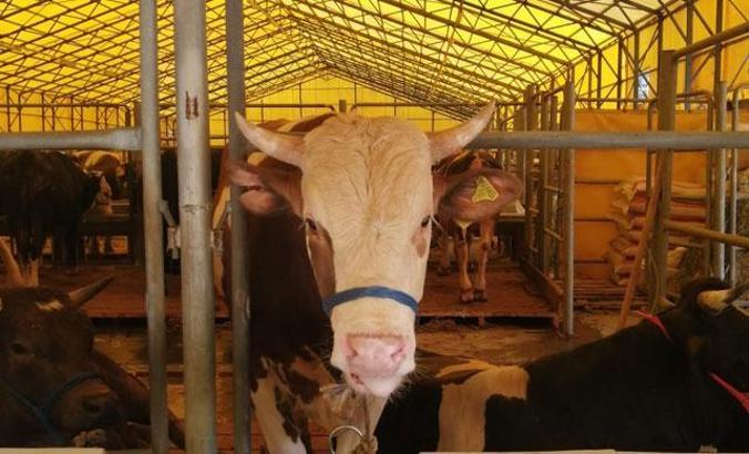 Kurban Bayramı’nda en çok nelerden şikayet ediyoruz?