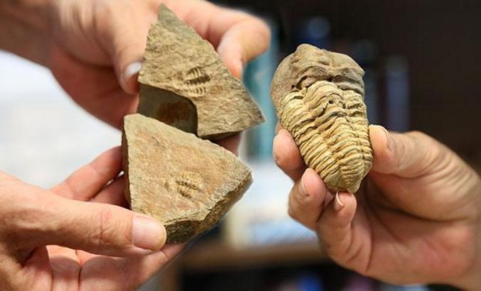 Antalya ve Konya'da 500 milyon yaşında iki fosil bulundu
