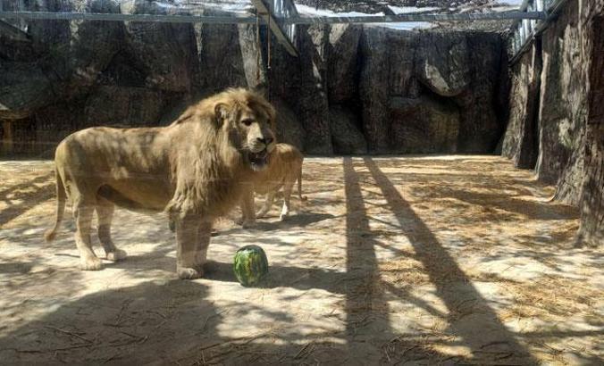 Dünya Aslan Günü’ne özel kutlama
