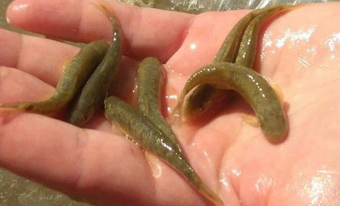 Otobüs bagajında 2 bin 500 canlı 'doktor balığı' ele geçirildi