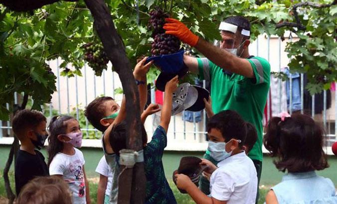 Minikler Üzüm Bağı’nda hasat yaptı