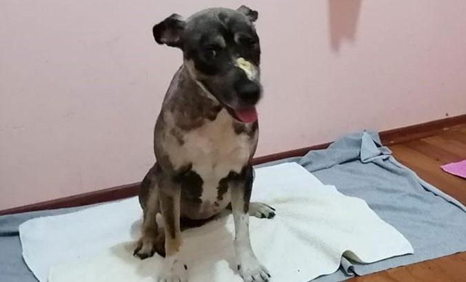 Sokak köpeği Tokyo yeni hayatına yeni ailesiyle başladı