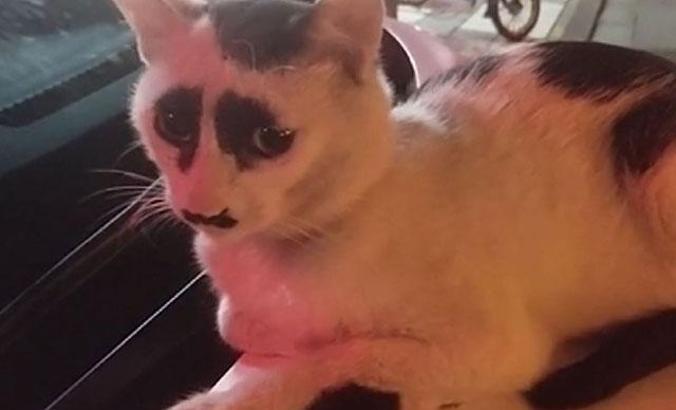 Çin’deki ‘üzgün kedi', sosyal medyada ilgi odağı oldu