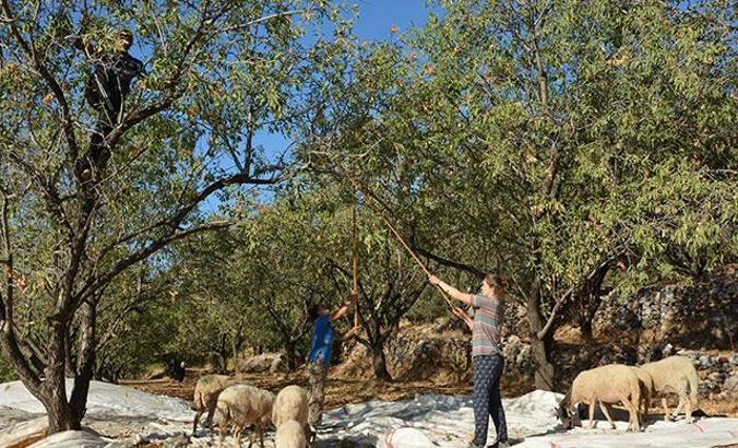 Datça'da, nurlu badem hasadı