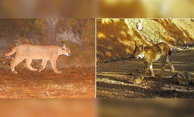 Dünyada bir ilk; karakulak ve vaşak Anadolu'da aynı bölgede