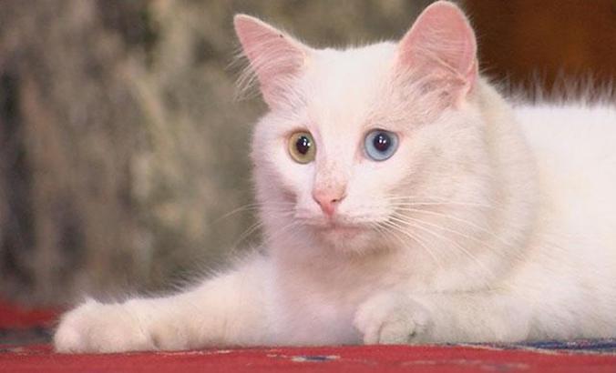 Ayasofya'nın kedisi Gli'ye Ankara'dan arkadaş geldi