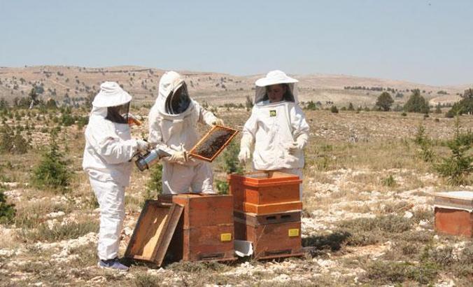 Uzmanlardan 'sahte bal' uyarısı