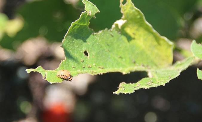 Patates böceği için 'Paniğe gerek yok' açıklaması