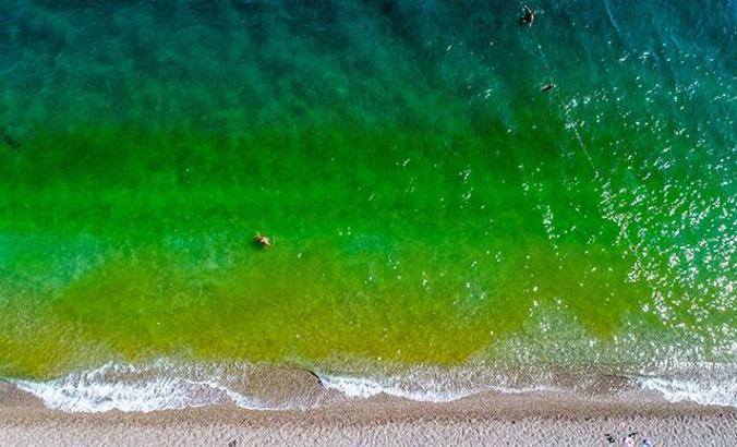 Fitoplanktonlar denizi yeşile döndürdü, tatilciler korktu