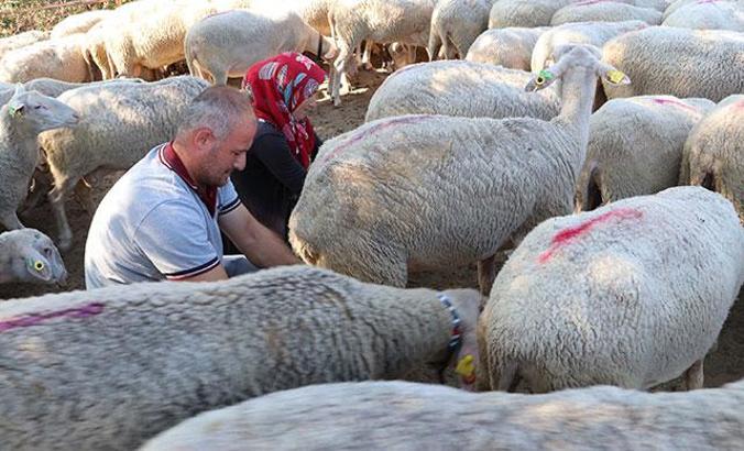 Her gün 90 koyunu elleriyle sağan çift, ayda 15 bin TL kazanıyor