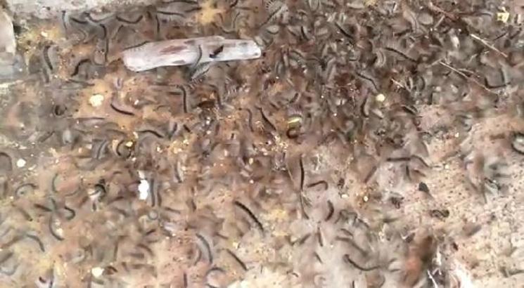 Köyde tırtıl istilası; kapı, pencere açamıyorlar