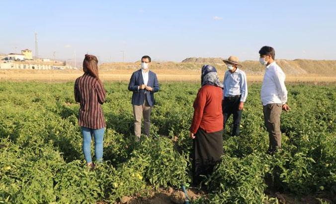 Yüksekovalı çiftçi kiraladığı arazide domates yetiştiriyor; hedef 20 ton