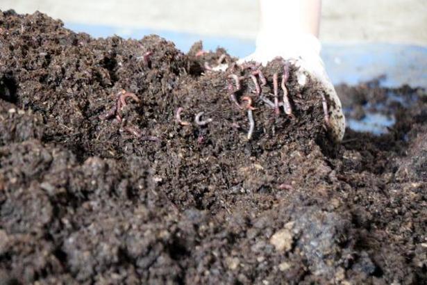 Profesör eşinin desteğiyle solucan gübresi üretimine başladı, talebe yetişemiyor