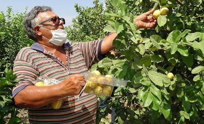 Hediye fidanla başladığı guava üretimini 1500 ağaçla sürdürüyor