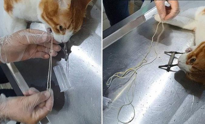 Kedinin yuttuğu iki metrelik ip, endoskopi yapılarak çıkarıldı