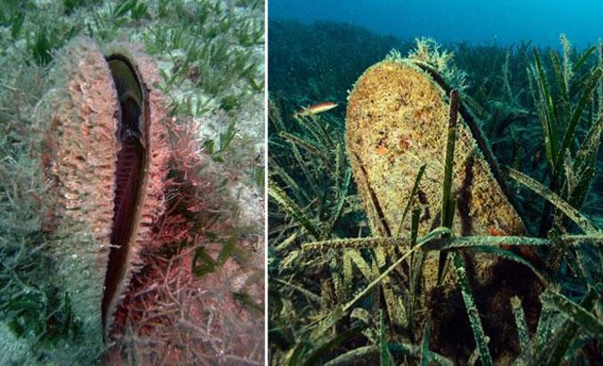 Denizlerin temizleyicisi pinaları öldüren virüs, kıyılarımıza geldi