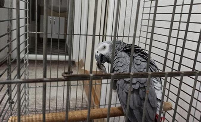 Papağan 'Paşa', besmele çekip, Fatiha okuyor