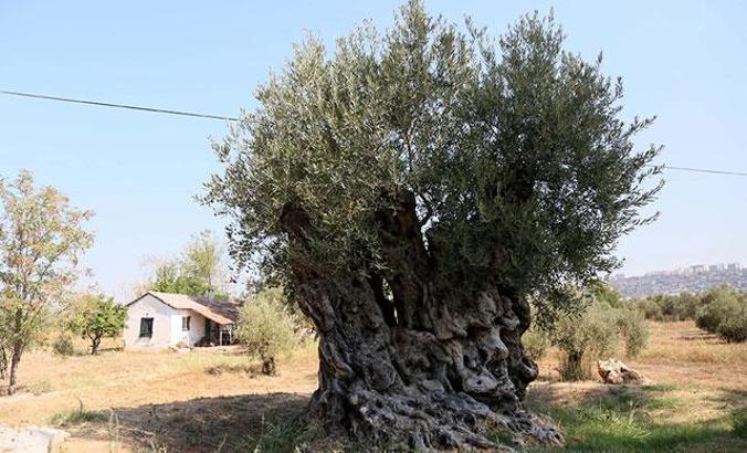 1204 yaşındaki zeytin ağacı meyve veriyor
