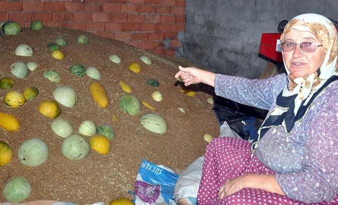 Tekirdağ'ın 600 gramlık 'hırsız almaz' kavunlarına yoğun talep