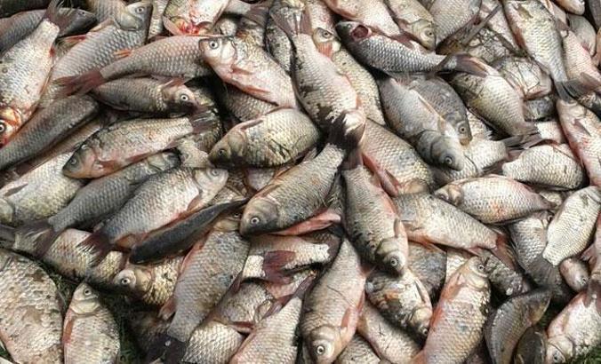 Yeşilırmak ve Kızılırmak’ta 'İsrail sazanı' tehdidi