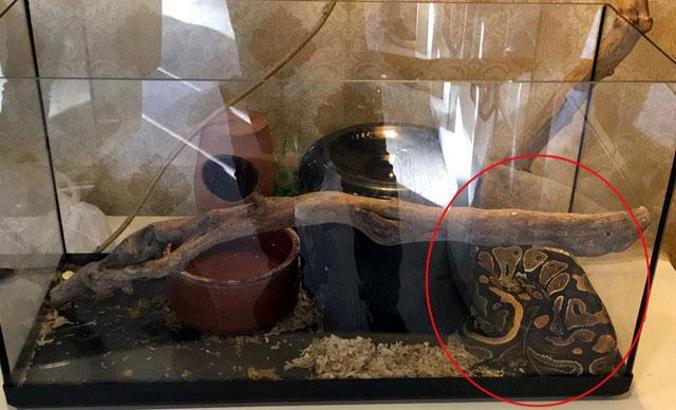 Tefeciler, senedi imzalamayanların üzerine piton bırakmışlar