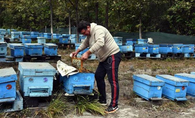 Püren balına pandemi döneminde yoğun talep