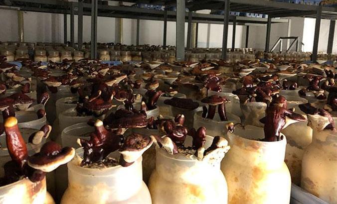 Yalova'da reishi mantarı üretimine başlandı