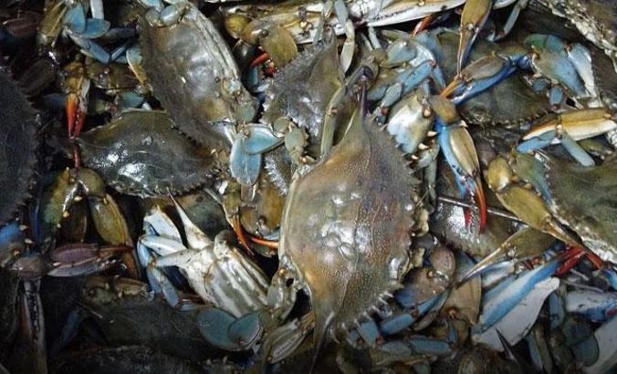 Balıkçıların korkulu rüyası mavi yengeç, turistlerin gözdesi