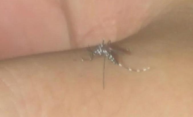 Asya Kaplan Sivrisineği'ne karşı biyolojik mücadele çalışmaları başladı