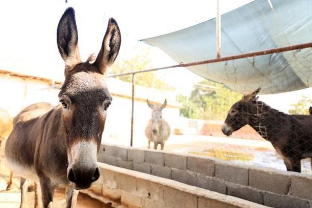 Türkiye'de ilk defa eÅŸeklere mikroçip takıldı