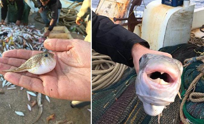 Doç. Dr. Ali Rıza Köşker: Japonlar yiyor diye balon balığı tüketmeyin