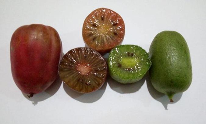 Mini kivi üretti, kilosu 50 liradan satılıyor