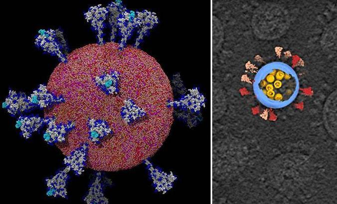 Koronavirüsün insan hücresine girdiği an ilk kez bu kadar net görüldü