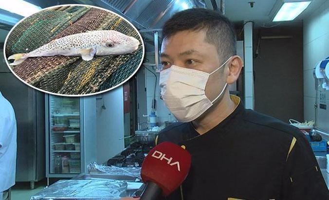 Japon şef anlattı: Zehirli balon balığını sertifikası olmayan yapamaz