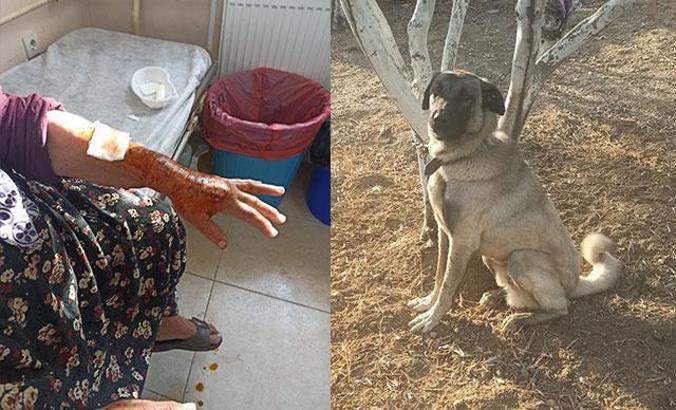 Bozcaada'da Kangal kırması köpek tavukları öldürüp, ev sahibine saldırdı