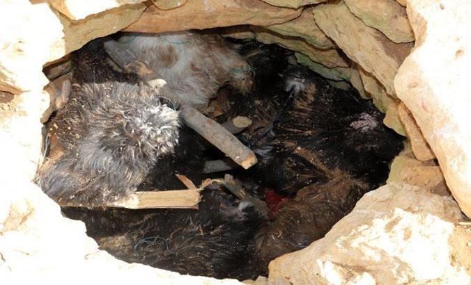 Kuyudan çıkarılan Söğle peynirinin kilosu 100 lira