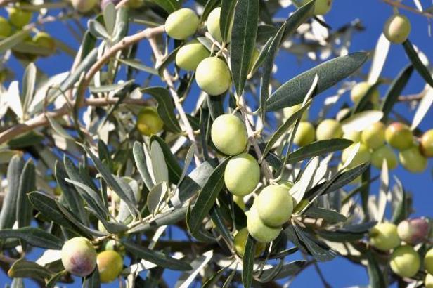 Osmaniye'de 19 bin ton salamuralık zeytin rekoltesi bekleniyor